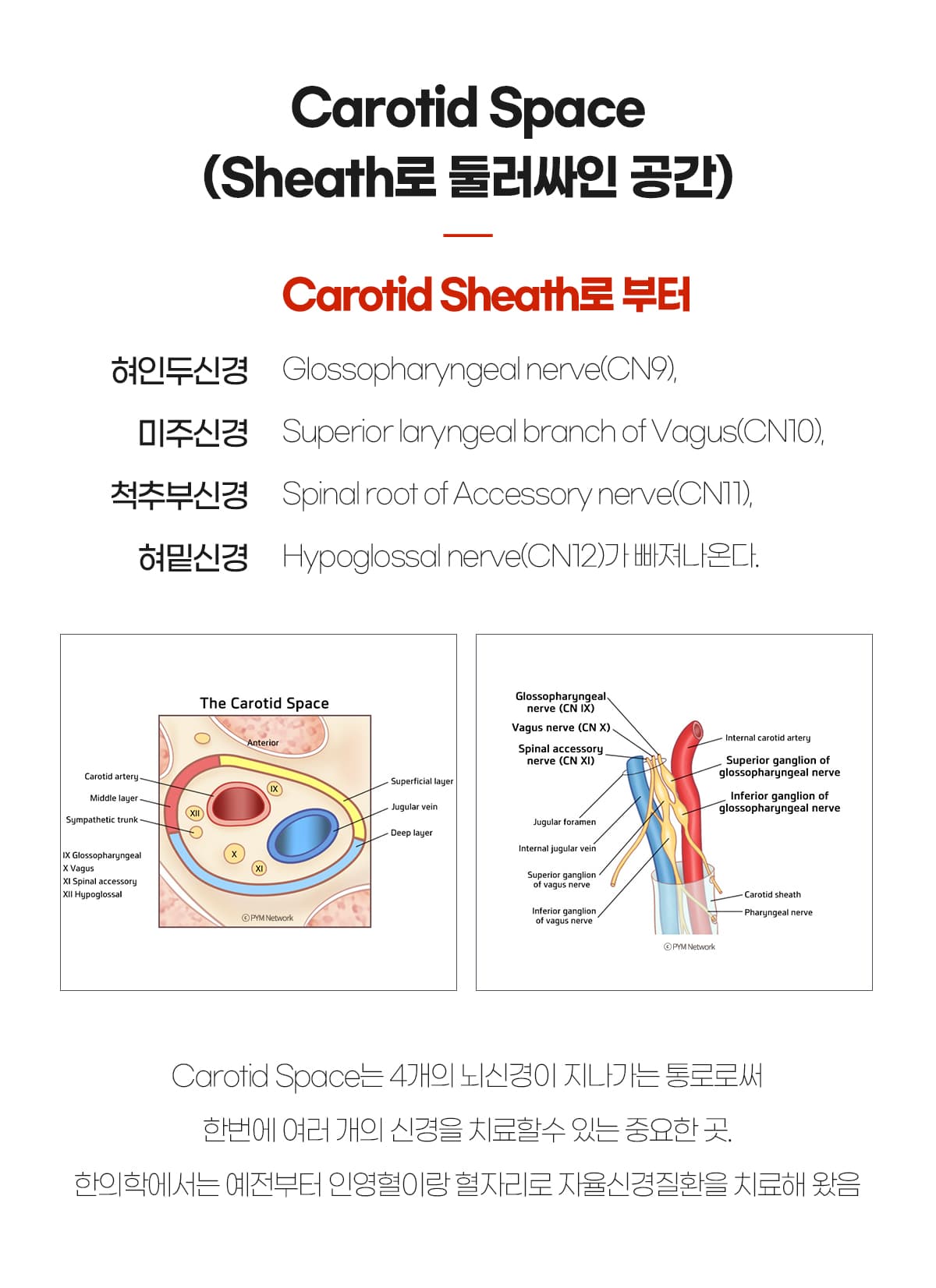 Carotid Space