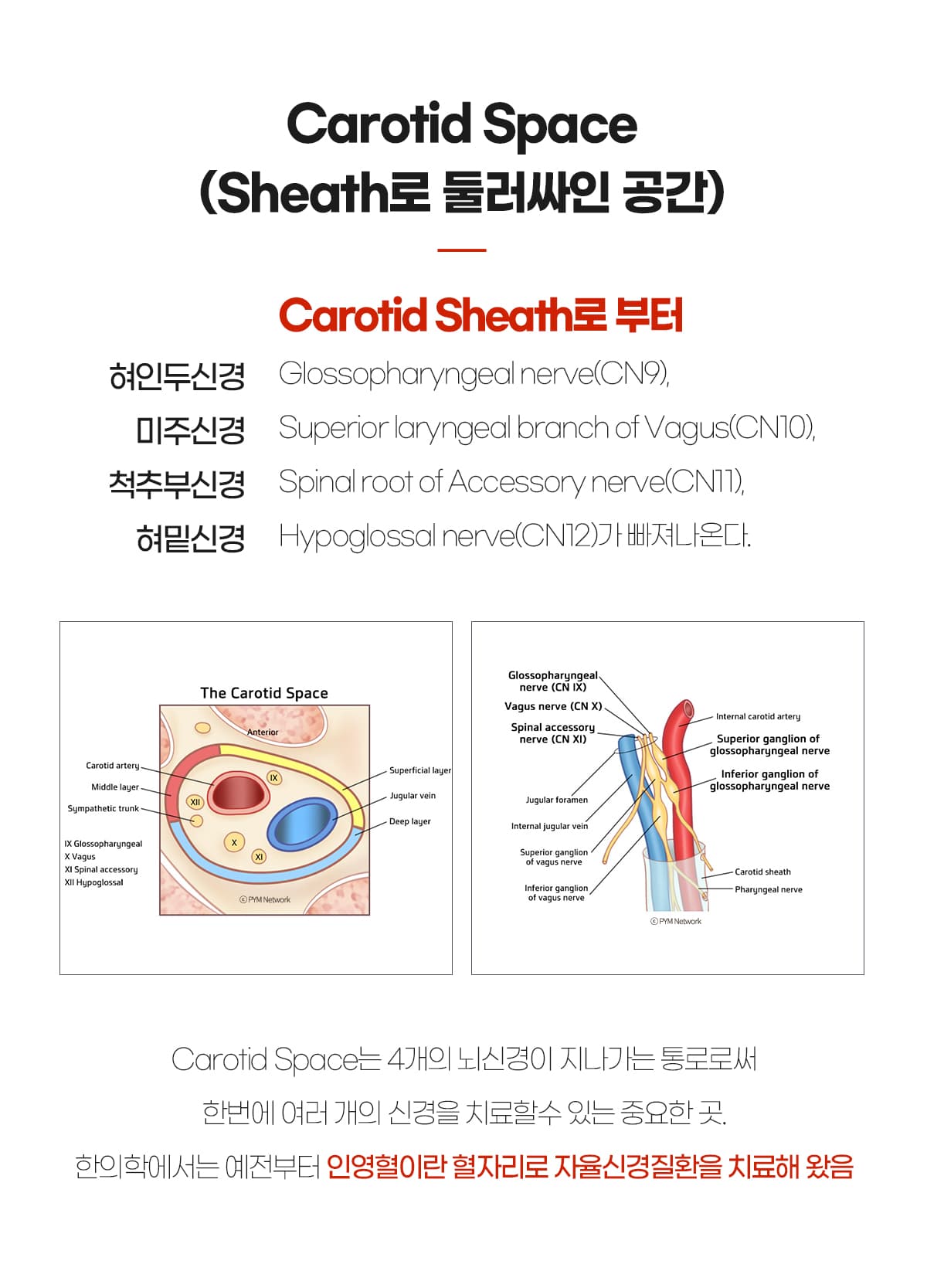 Carotid Space