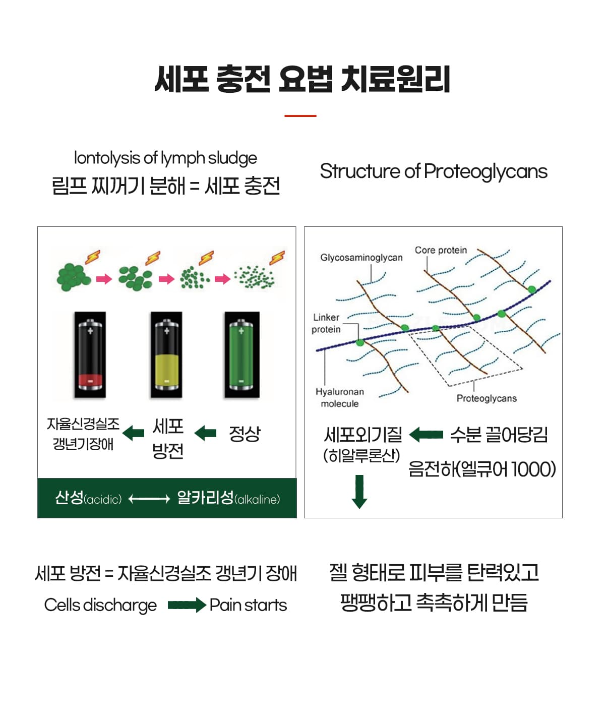 세포충전요법