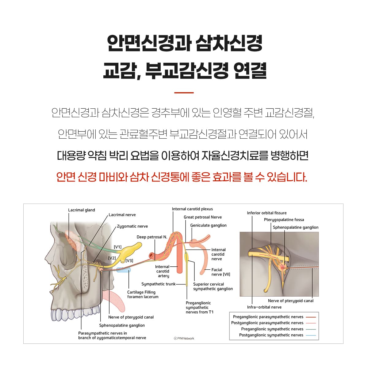 안면신경, 삼차신경