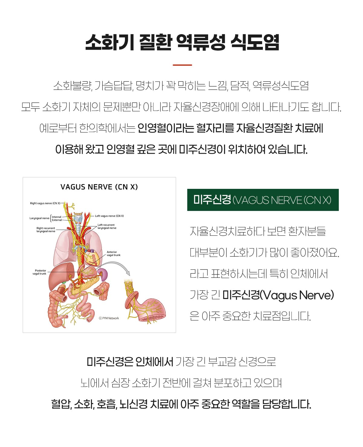 소화기-인영혈-미주신경