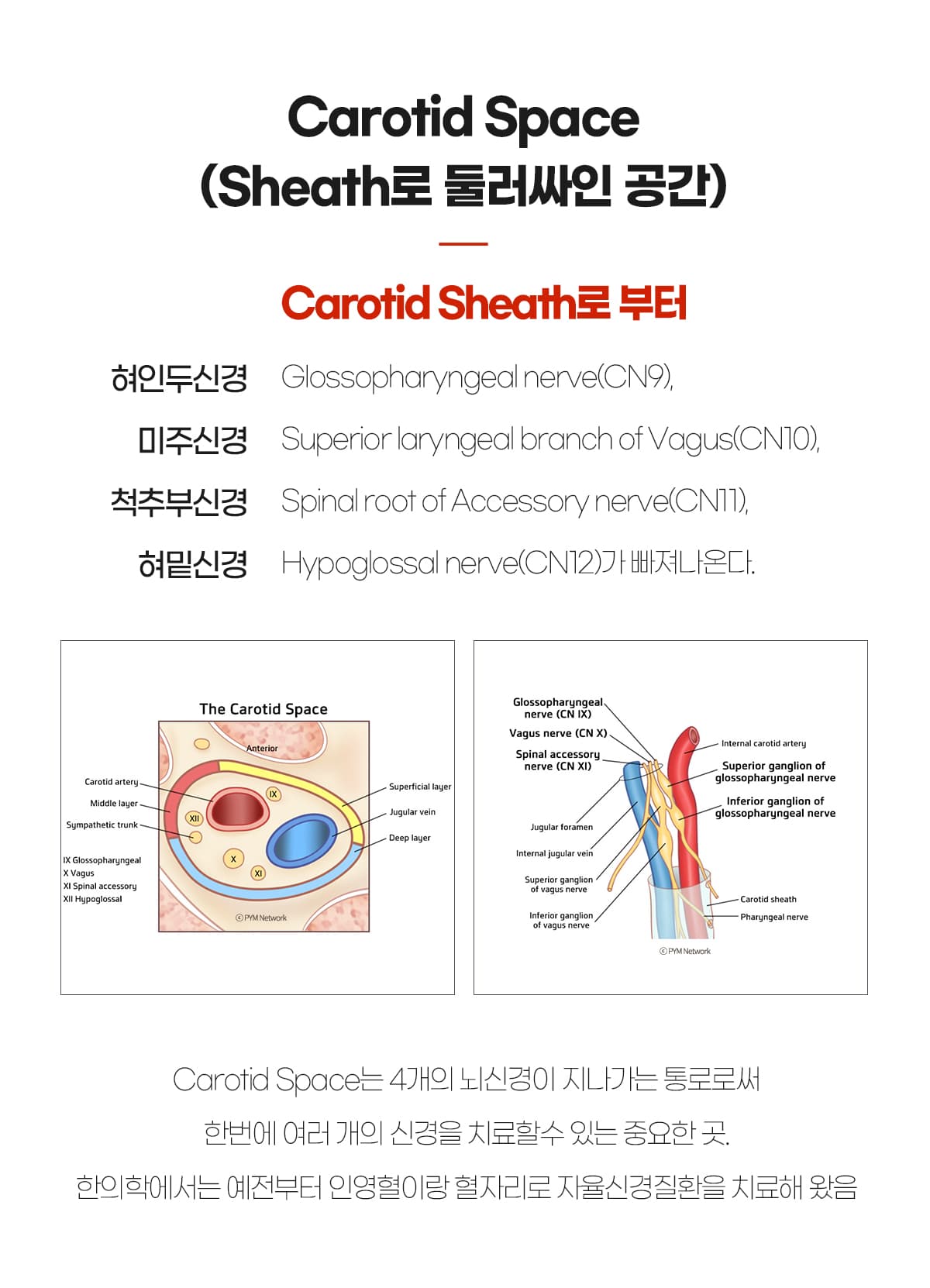 Carotid Space