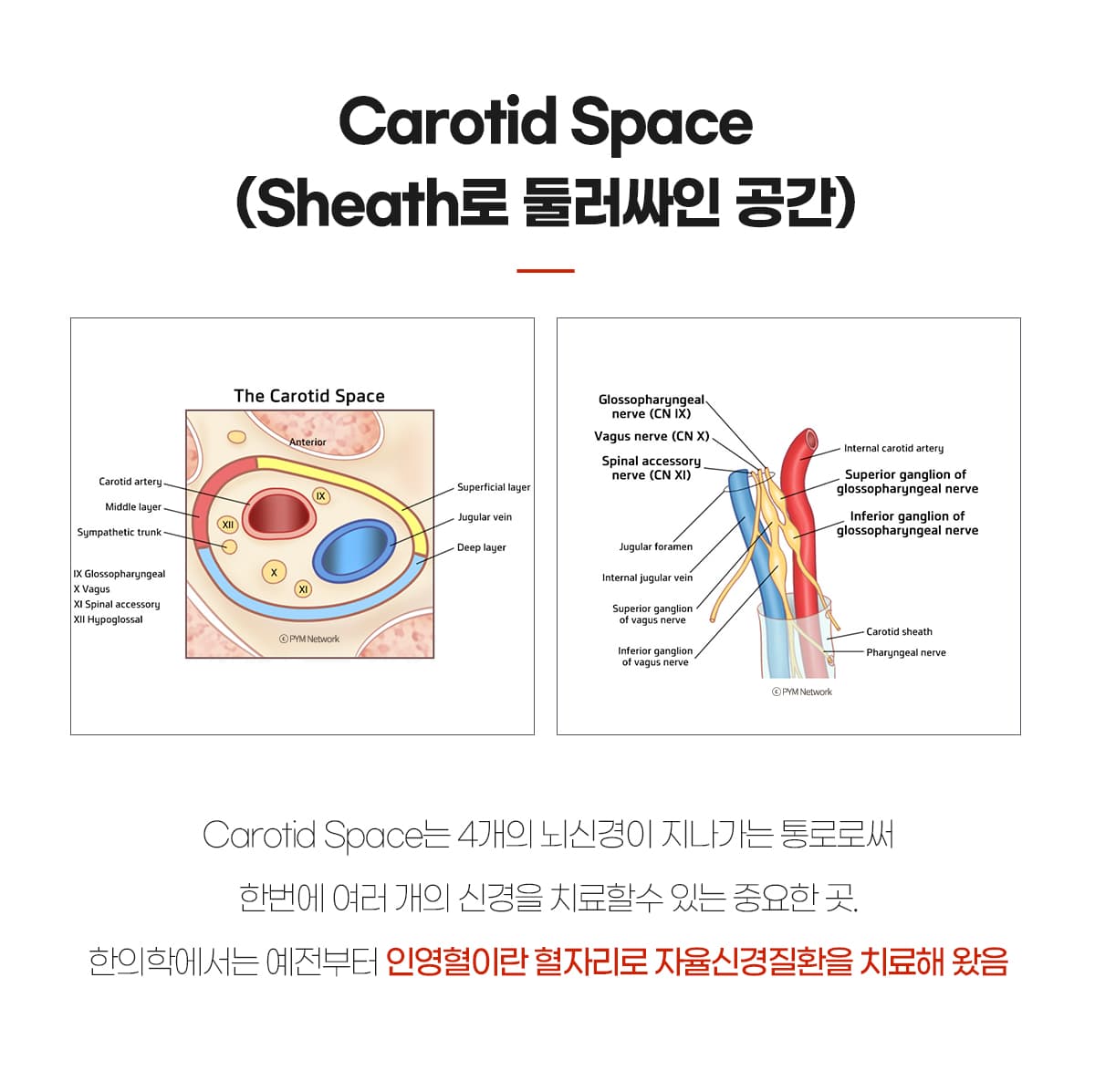 Carotid Space