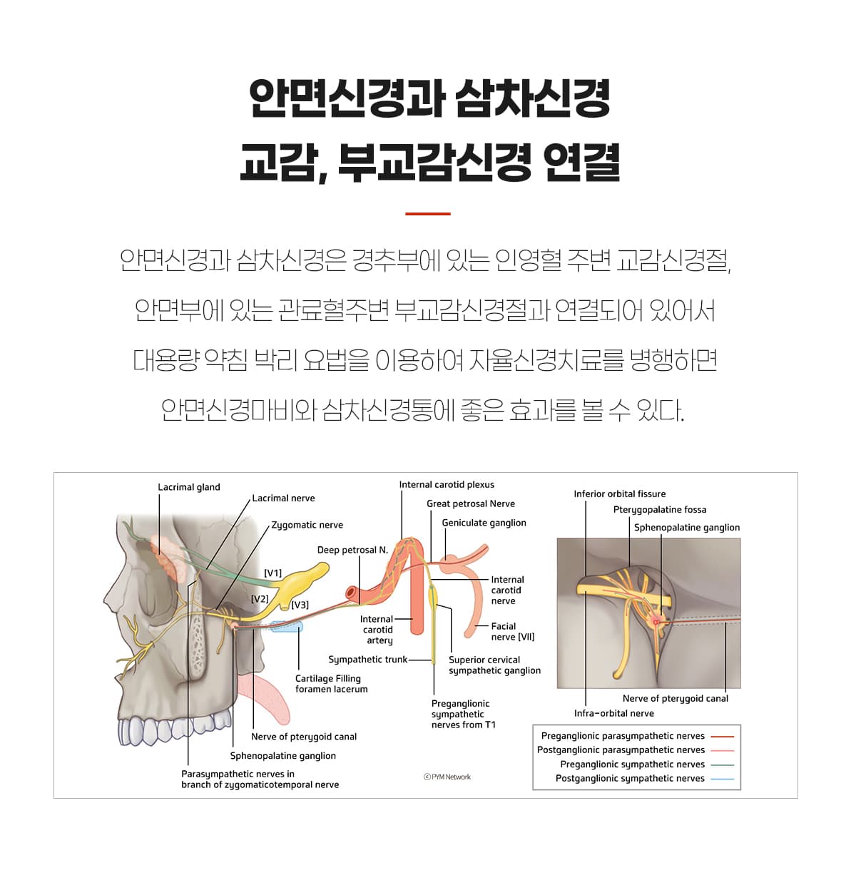 안면신경, 삼차신경