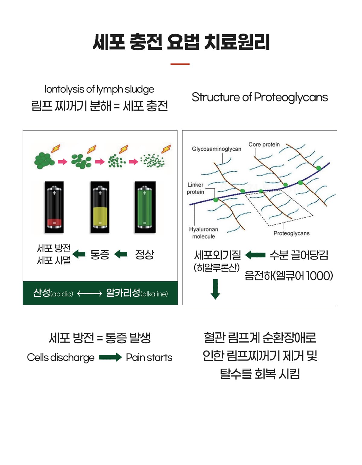 세포충전요법