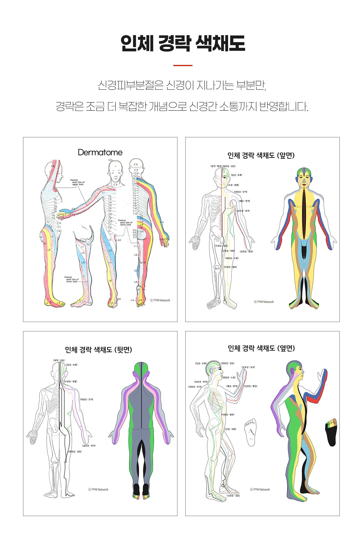 인체 경락 색체도